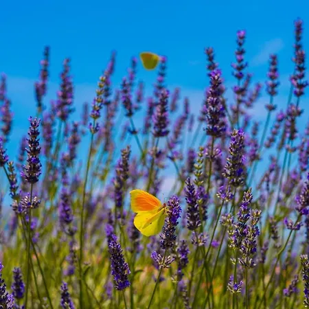 Luxury Hidden Oasis - Greca Appartement Lumbarda