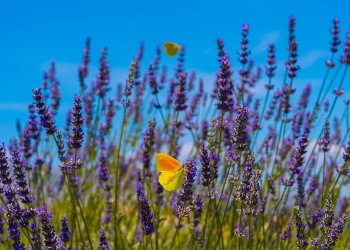 Luxury Hidden Oasis - Greca 公寓 鲁巴达